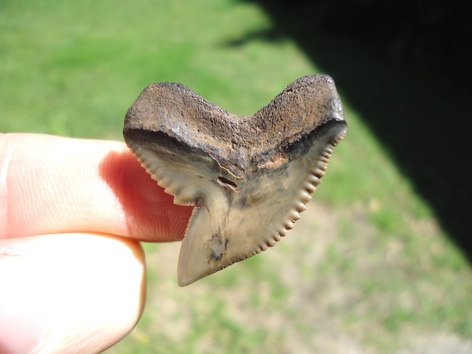 Large image 1 Top Quality Tiger Shark Tooth