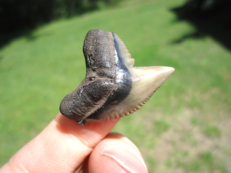 Large image 2 Top Quality Tiger Shark Tooth