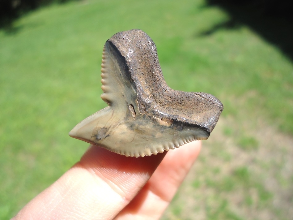 Large image 3 Top Quality Tiger Shark Tooth