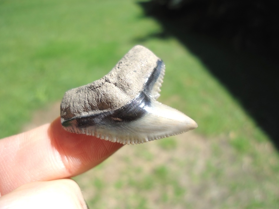 Large image 2 Top Quality Tiger Shark Tooth