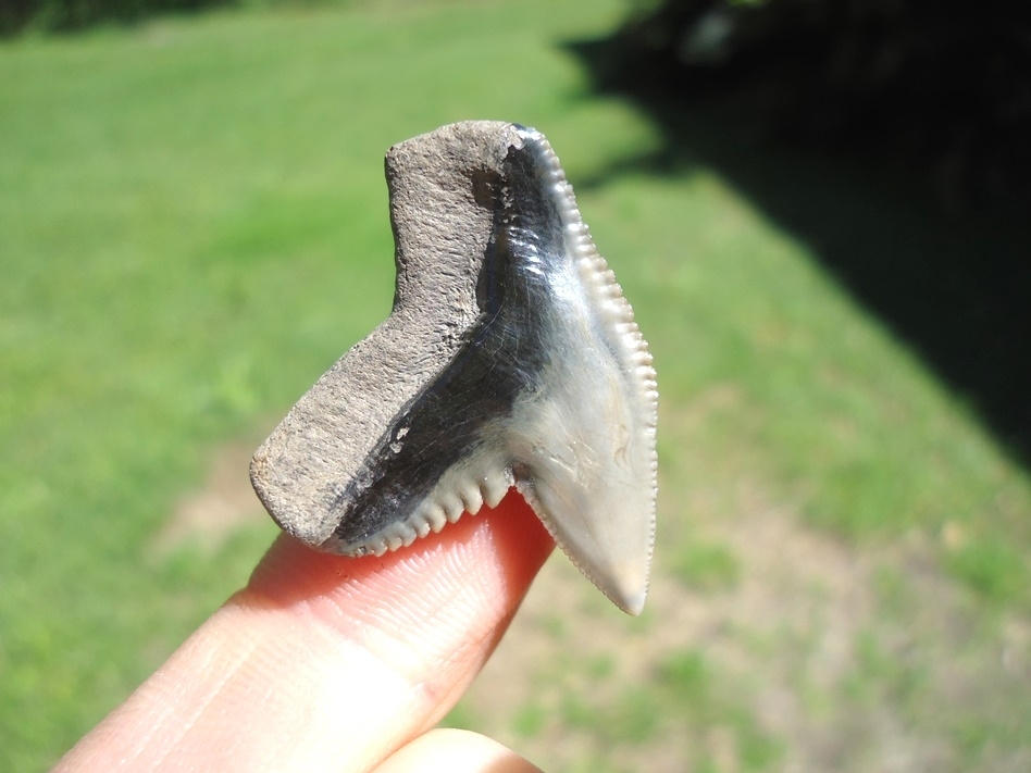Large image 3 Top Quality Tiger Shark Tooth