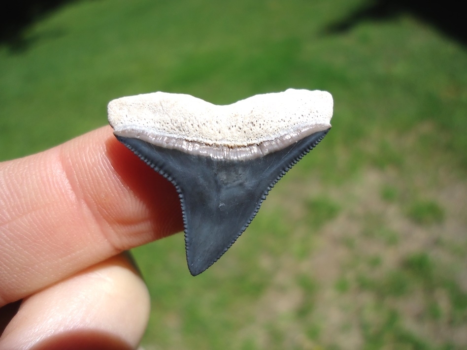 Large image 1 Top Quality Bone Valley Bull Shark Tooth