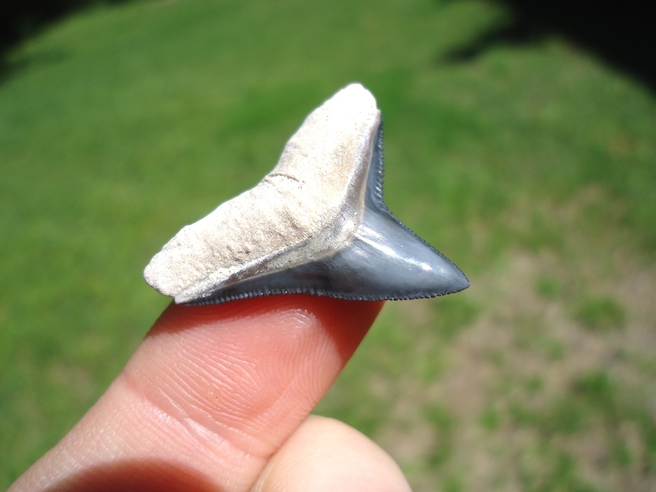 Large image 2 Top Quality Bone Valley Bull Shark Tooth