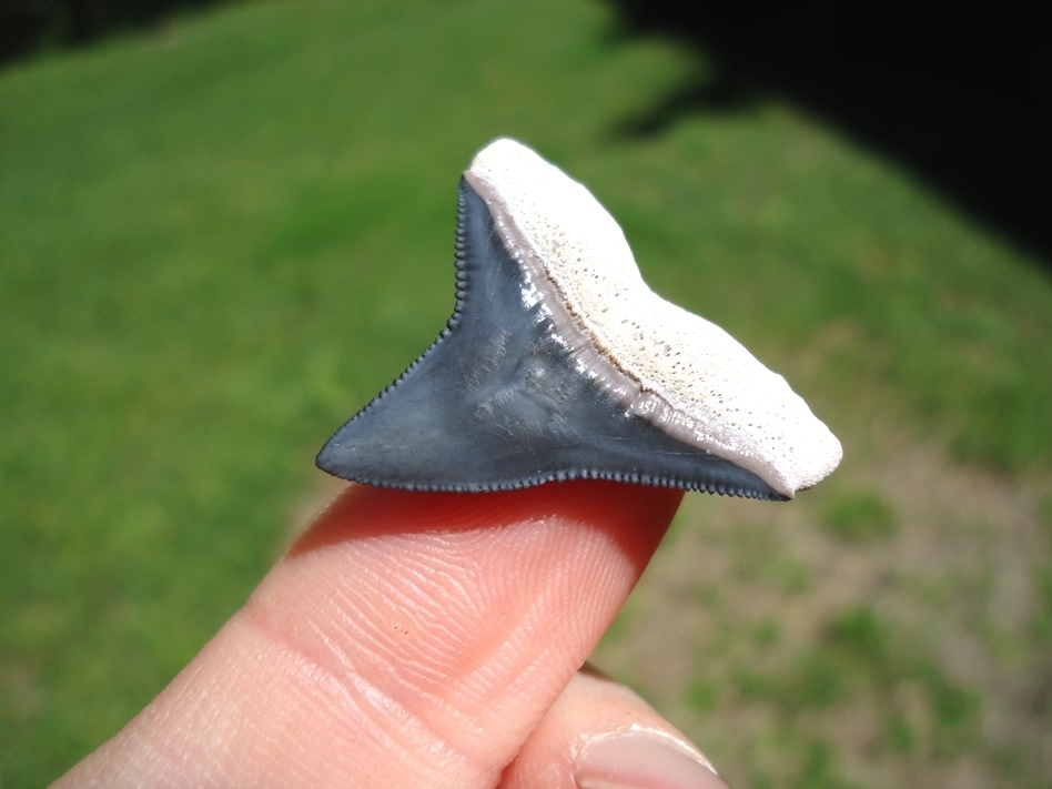 Large image 3 Top Quality Bone Valley Bull Shark Tooth