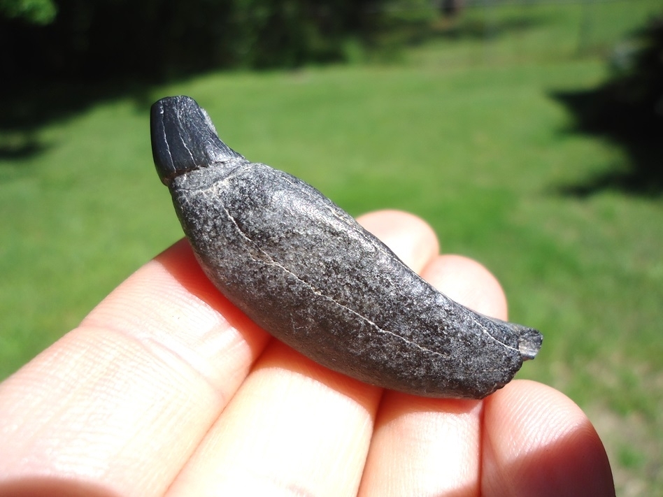 Large image 1 Rare Delphinodon Small Toothed Whale Tooth with Insitu Picture