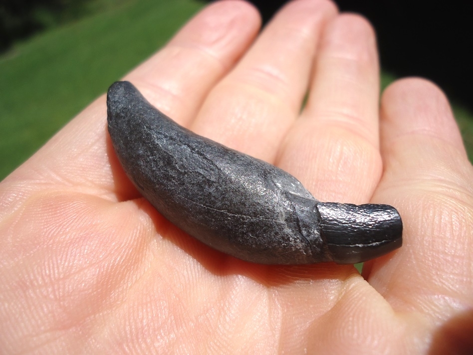 Large image 4 Rare Delphinodon Small Toothed Whale Tooth with Insitu Picture