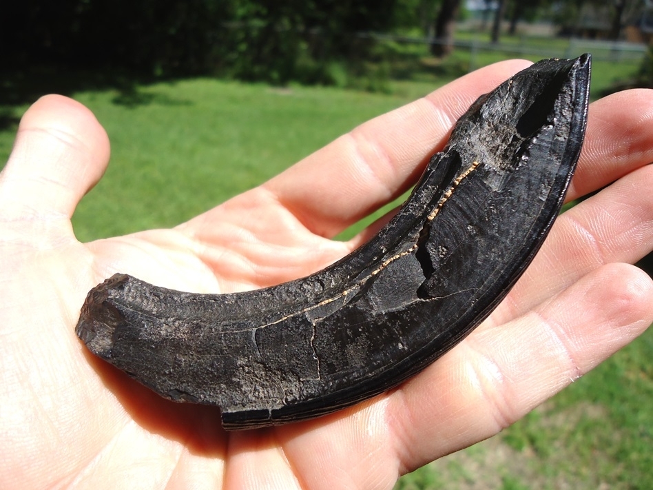 Large image 2 Museum Quality Giant Beaver Incisor from Leisey Shell Pit