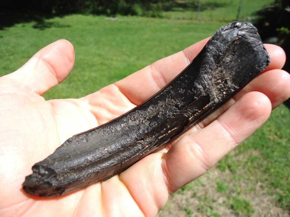 Large image 3 Museum Quality Giant Beaver Incisor from Leisey Shell Pit