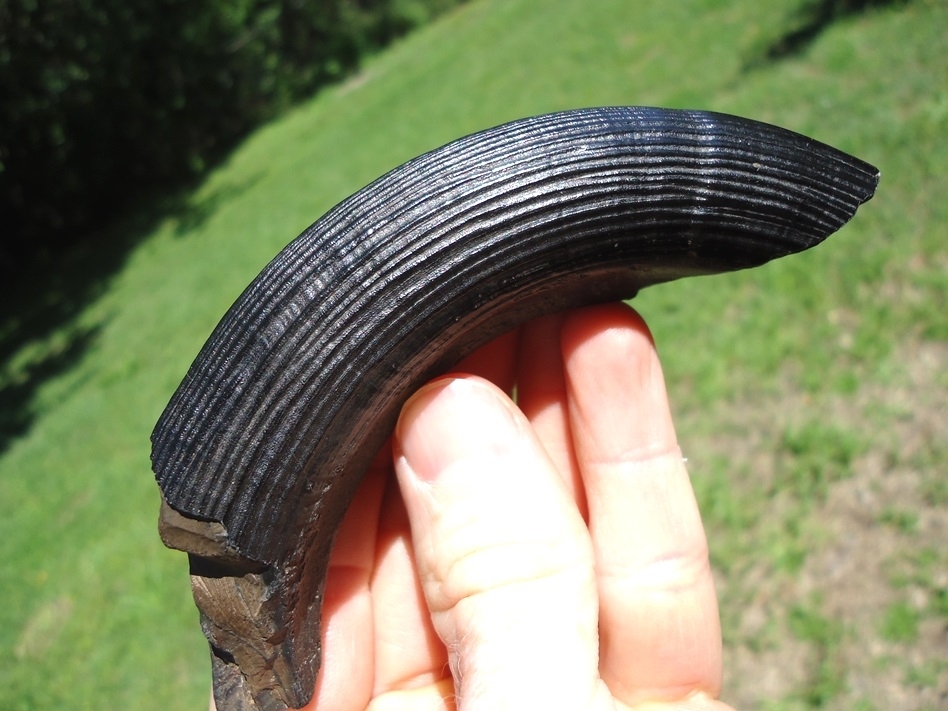 Large image 4 Museum Quality Giant Beaver Incisor from Leisey Shell Pit