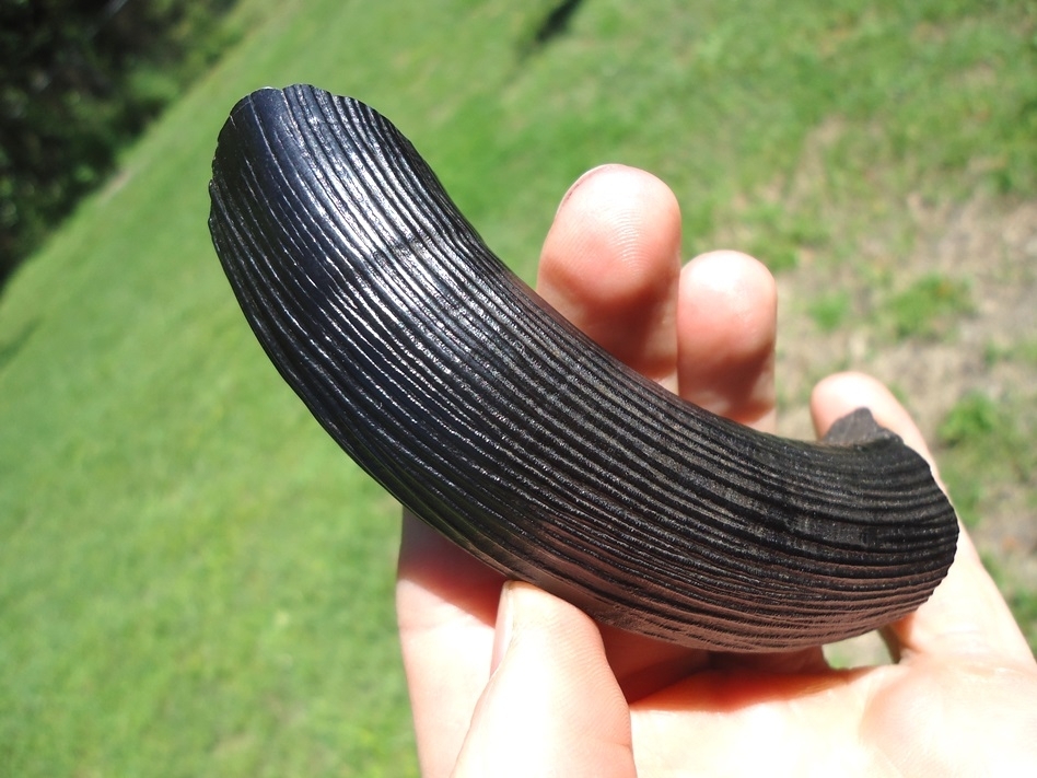 Large image 5 Museum Quality Giant Beaver Incisor from Leisey Shell Pit