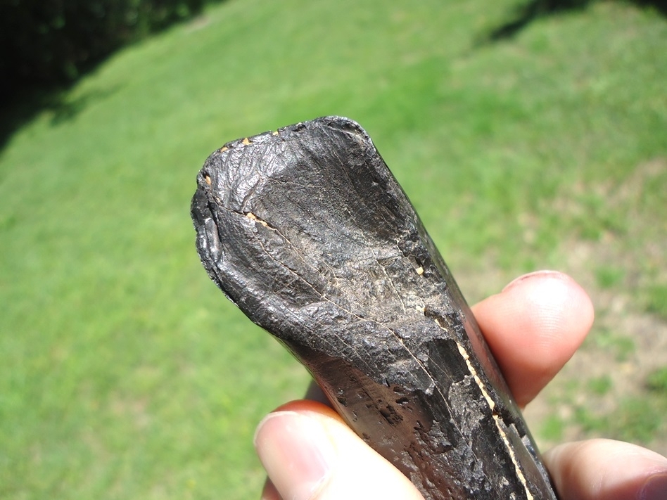 Large image 6 Museum Quality Giant Beaver Incisor from Leisey Shell Pit