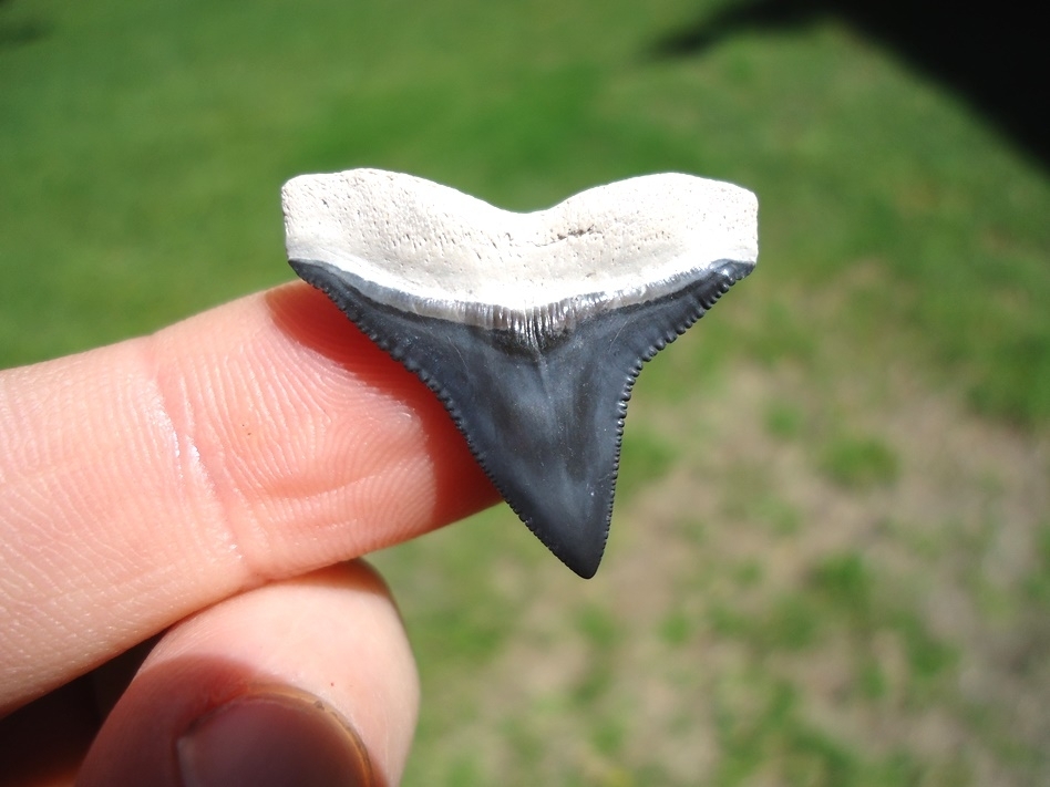 Large image 1 Top Quality Bone Valley Bull Shark Tooth