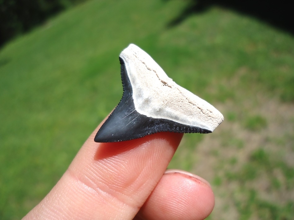Large image 2 Top Quality Bone Valley Bull Shark Tooth