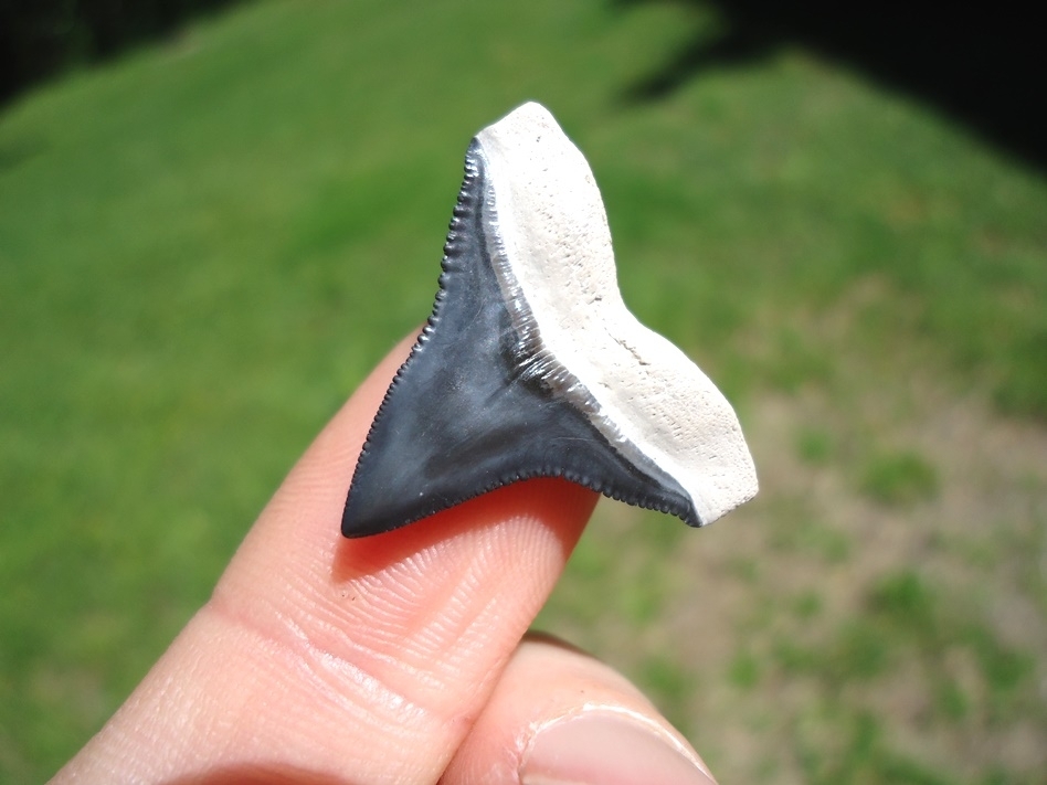Large image 3 Top Quality Bone Valley Bull Shark Tooth
