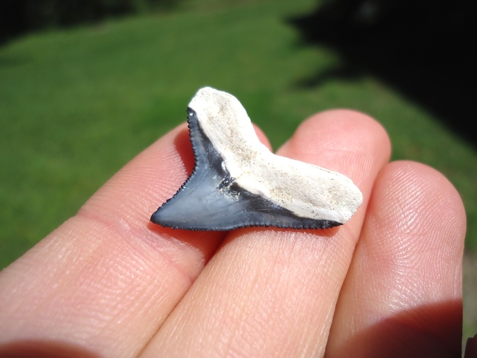 Large image 3 Top Quality Bone Valley Bull Shark Tooth