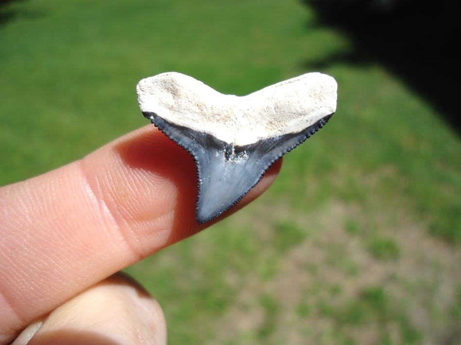 Large image 1 Top Quality Bone Valley Bull Shark Tooth