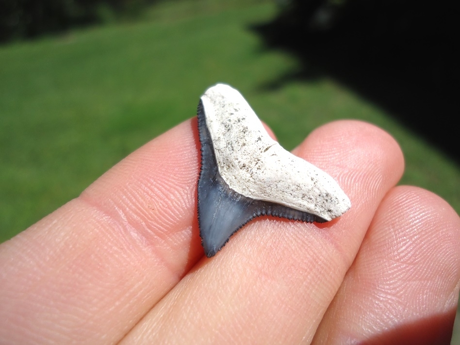 Large image 2 Top Quality Bone Valley Bull Shark Tooth