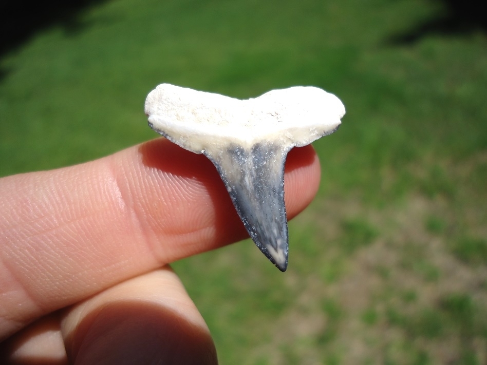 Large image 1 Top Quality Bone Valley Lemon Shark Tooth