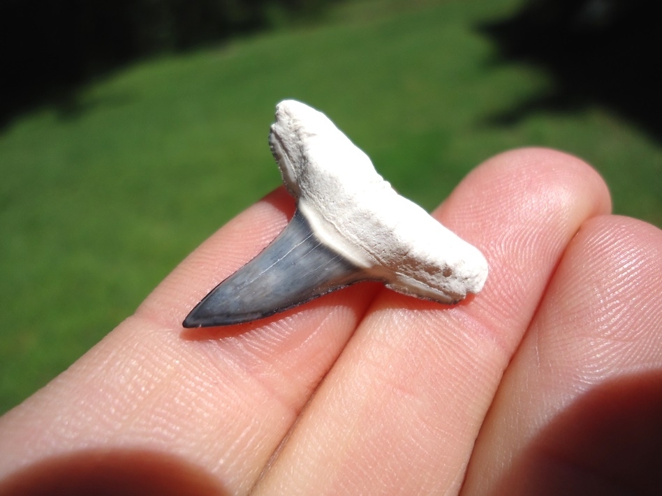 Large image 2 Top Quality Bone Valley Lemon Shark Tooth