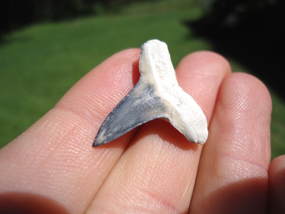 Large image 3 Top Quality Bone Valley Lemon Shark Tooth