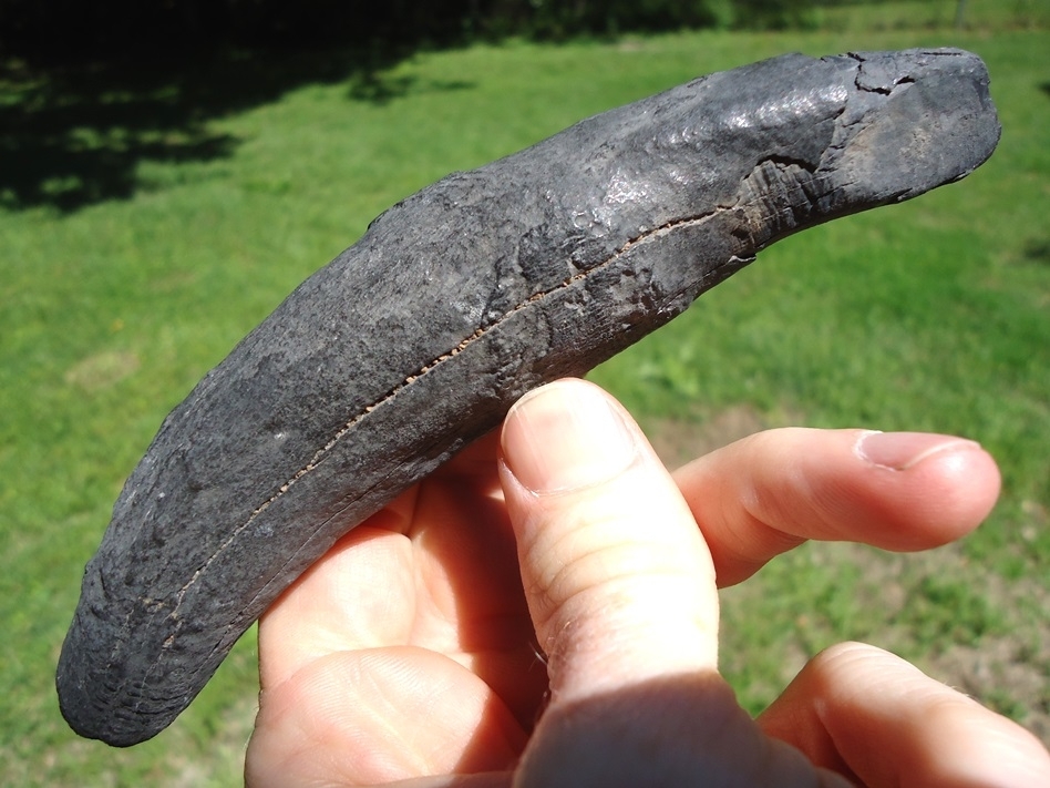 Large image 1 Extra Large 5 1/2' Sperm Whale Tooth