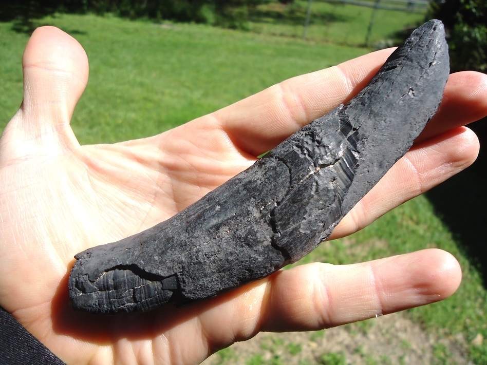 Large image 2 Extra Large 5 1/2' Sperm Whale Tooth