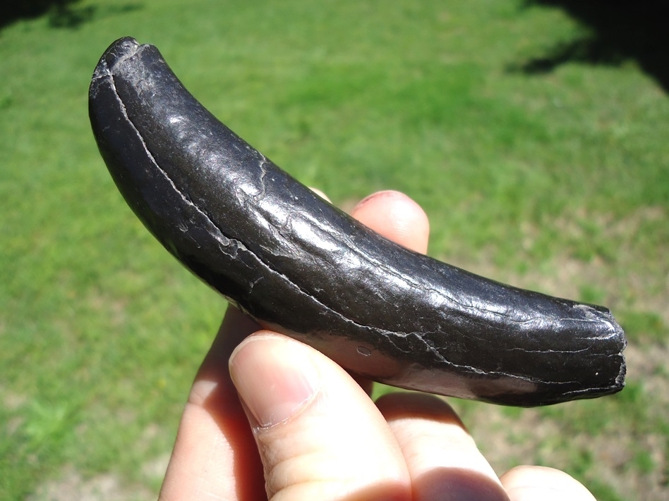Large image 1 Gorgeous Glossy Black Sperm Whale Tooth