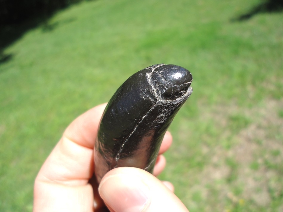 Large image 3 Gorgeous Glossy Black Sperm Whale Tooth