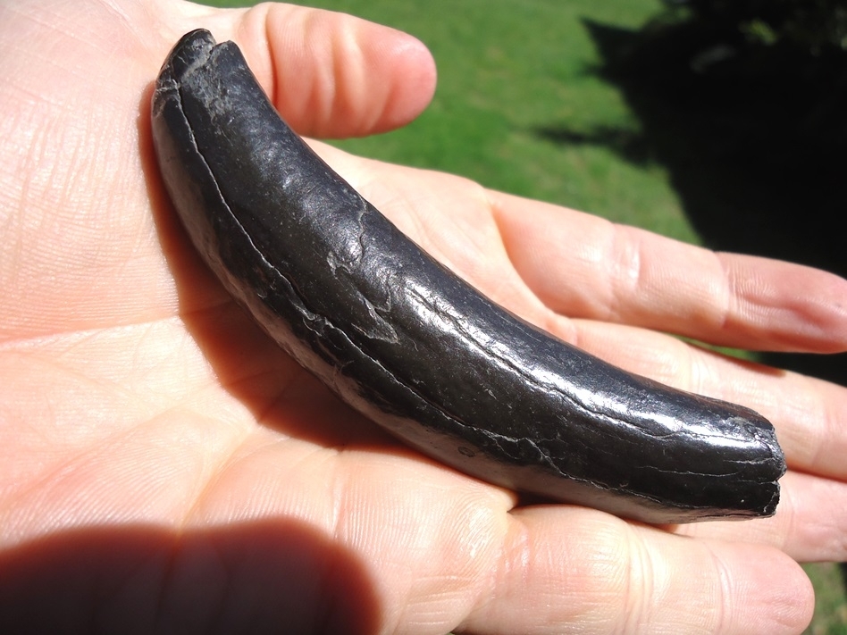 Large image 4 Gorgeous Glossy Black Sperm Whale Tooth