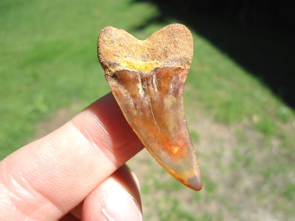 Large image 1 Gorgeous 'Fire Zone' Bakersfield Planus Shark Tooth