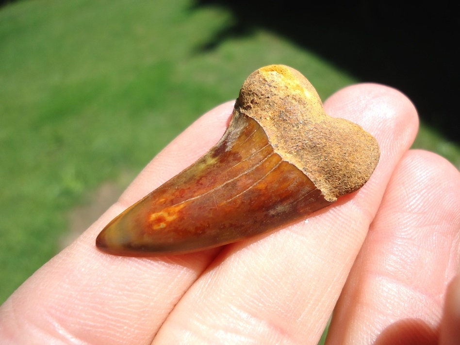Large image 2 Gorgeous 'Fire Zone' Bakersfield Planus Shark Tooth
