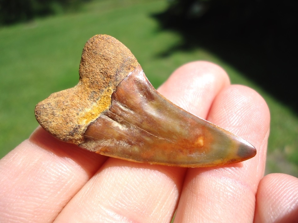 Large image 3 Gorgeous 'Fire Zone' Bakersfield Planus Shark Tooth