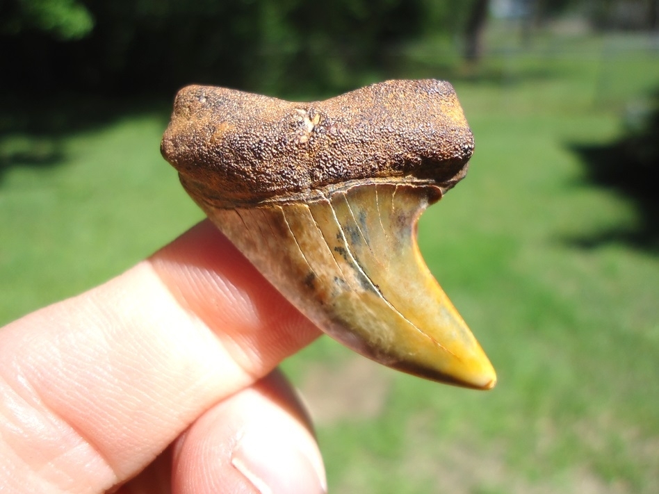 Large image 1 Stunning Hooked Bakersfield Planus Shark Tooth