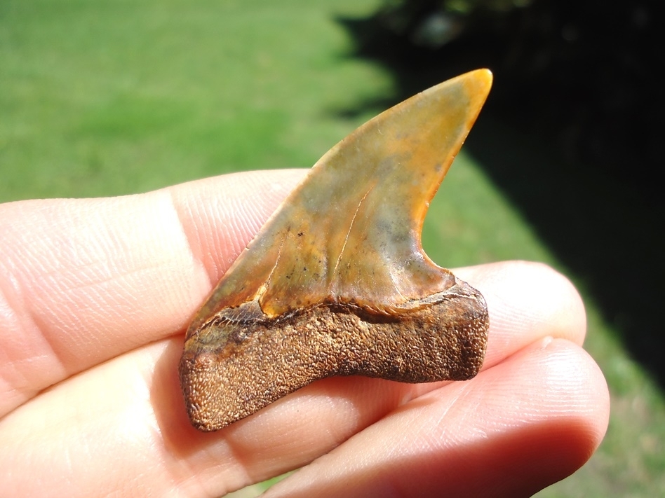 Large image 2 Stunning Hooked Bakersfield Planus Shark Tooth