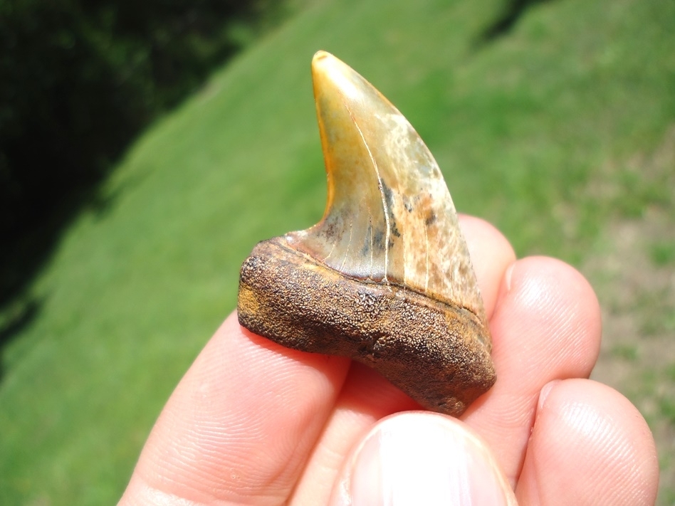 Large image 3 Stunning Hooked Bakersfield Planus Shark Tooth