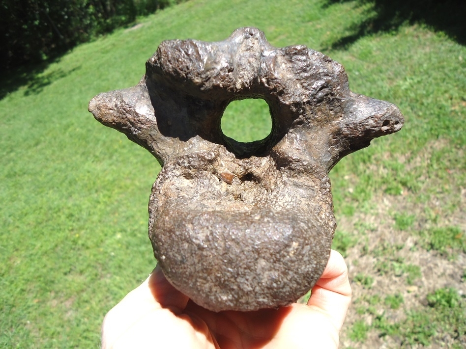 Large image 1 Whopper 2lb Crocodile Vertebra