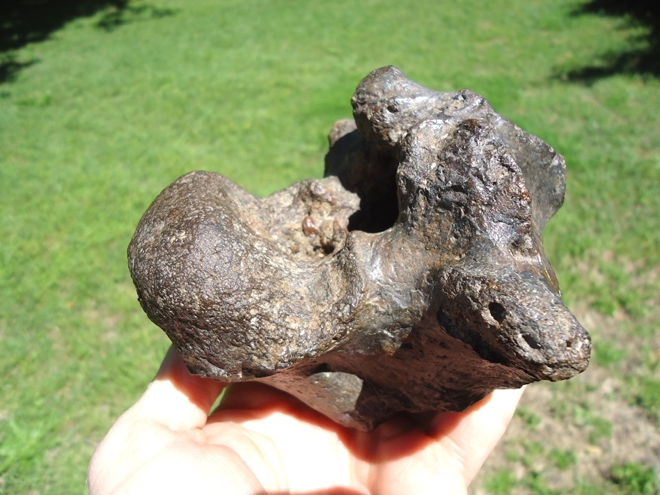 Large image 2 Whopper 2lb Crocodile Vertebra