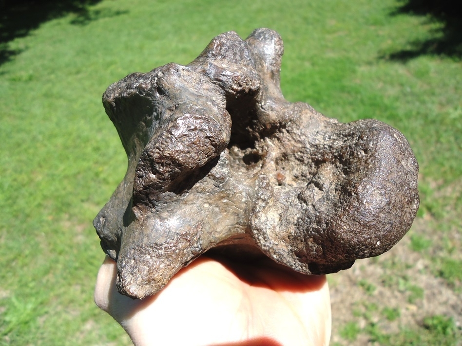 Large image 4 Whopper 2lb Crocodile Vertebra