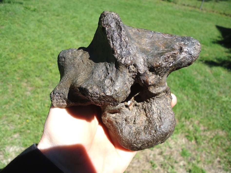 Large image 5 Whopper 2lb Crocodile Vertebra