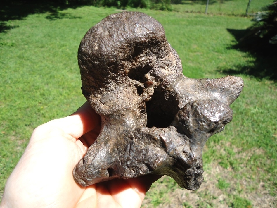 Large image 6 Whopper 2lb Crocodile Vertebra