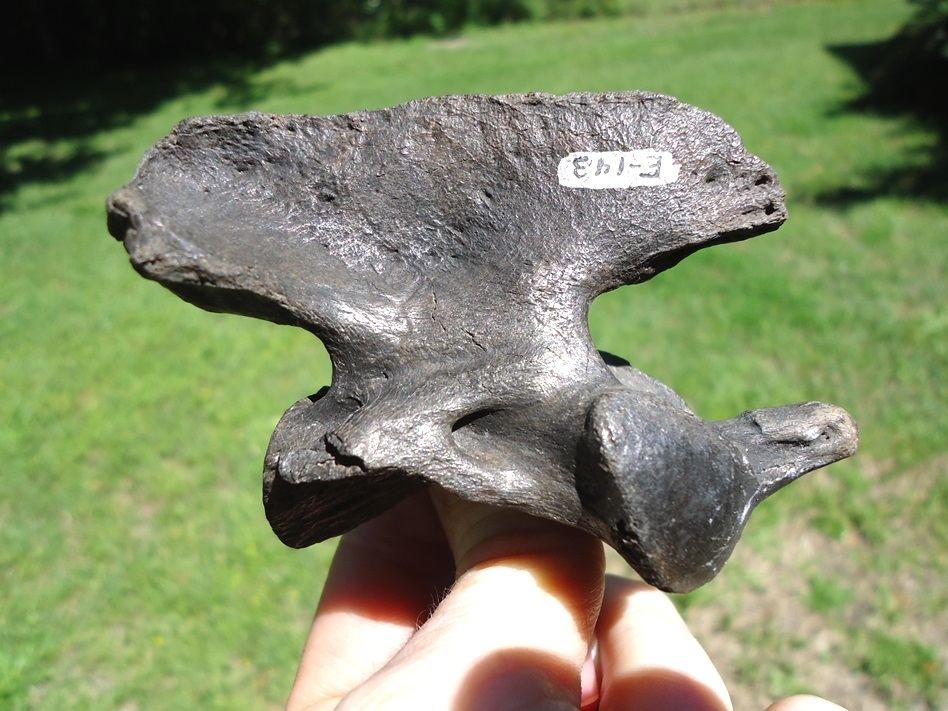 Large image 1 Beyond Rare Dire Wolf Axis Vertebra