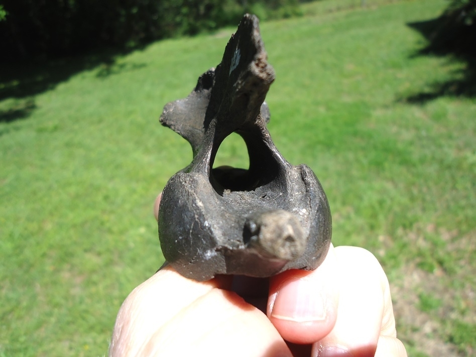 Large image 2 Beyond Rare Dire Wolf Axis Vertebra