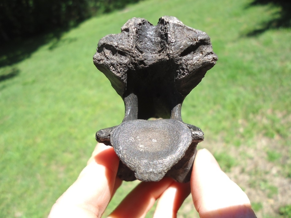 Large image 3 Beyond Rare Dire Wolf Axis Vertebra