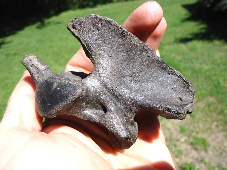 Large image 4 Beyond Rare Dire Wolf Axis Vertebra