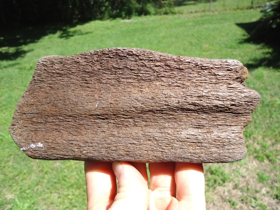 Large image 4 Fascinating Whale Bone with Shark Bites