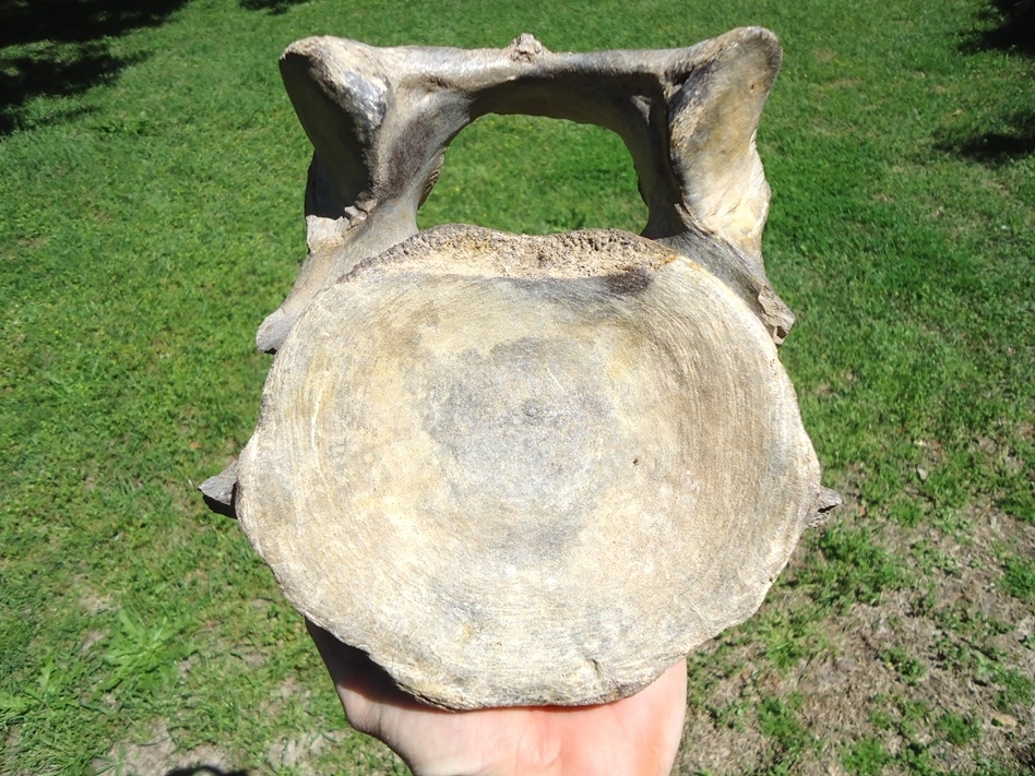 Large image 1 Exceptional Mastodon Cervical Vertebra from Leisey Shell Pit