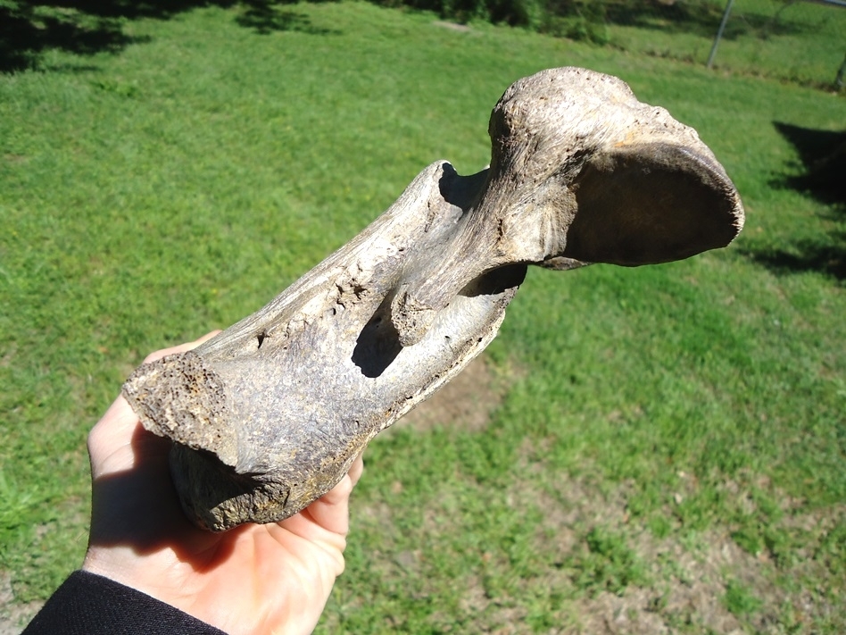 Large image 2 Exceptional Mastodon Cervical Vertebra from Leisey Shell Pit