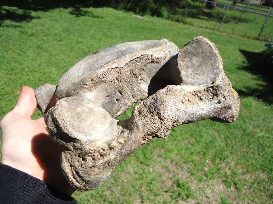 Large image 3 Exceptional Mastodon Cervical Vertebra from Leisey Shell Pit
