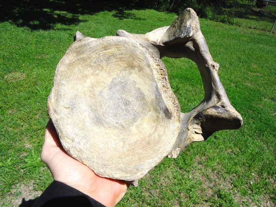 Large image 4 Exceptional Mastodon Cervical Vertebra from Leisey Shell Pit