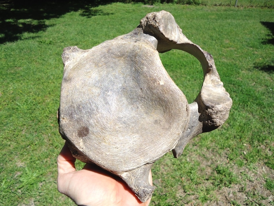 Large image 5 Exceptional Mastodon Cervical Vertebra from Leisey Shell Pit